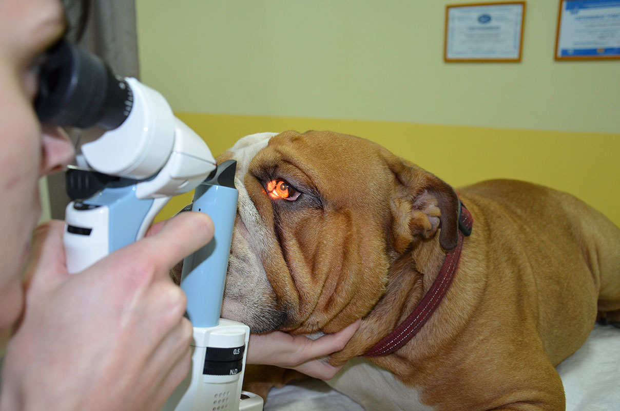 Век офтальмология. Заболевания третьего века у собак. Ветеринарная офтальмология заболевания глаз. Катаракта глаза у животных.